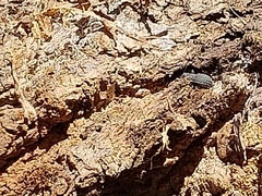 Polypleurus perforatus