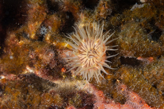 Parabunodactis imperfecta