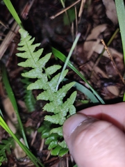 Phegopteris decursive-pinnata