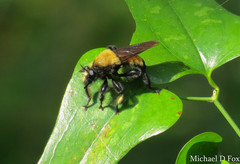 Laphria macquarti