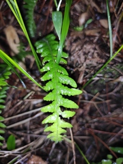Phegopteris decursive-pinnata