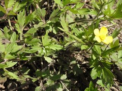 Ranunculus hispidus caricetorum