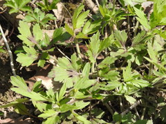 Ranunculus hispidus caricetorum