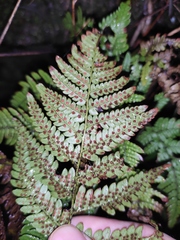 Dryopteris bissetiana