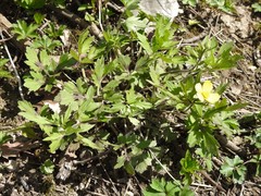 Ranunculus hispidus caricetorum