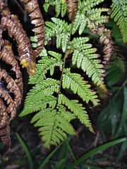 Dryopteris bissetiana