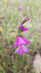 Gladiolus illyricus