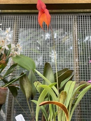 Masdevallia veitchiana