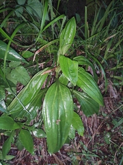 Plantago depressa