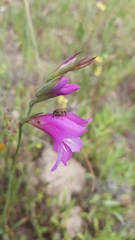Gladiolus illyricus