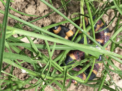 Micrurus tener tener