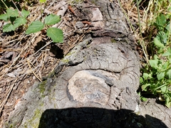 Chrysobothris femorata