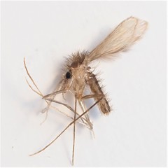 Phlebotominae