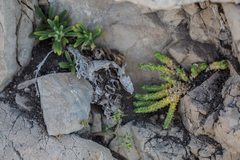 Ajuga iva
