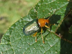 Metaxyonycha salvini