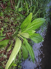 Plantago depressa