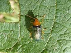 Metaxyonycha salvini