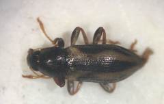 Dubiraphia minima
