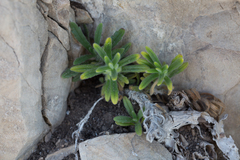 Ajuga iva