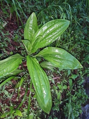 Plantago depressa