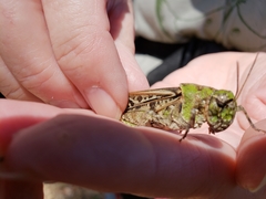 Pardalophora phoenicoptera