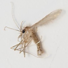 Phlebotominae