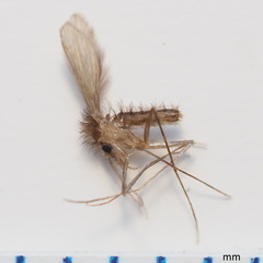 Phlebotominae