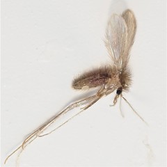 Phlebotominae
