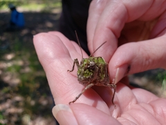 Pardalophora phoenicoptera