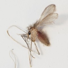 Phlebotominae