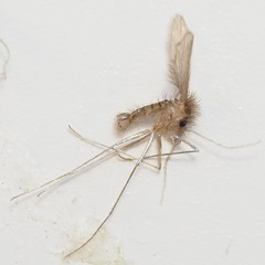 Phlebotominae