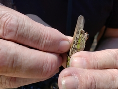 Pardalophora phoenicoptera