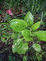 Plantago depressa