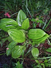 Plantago depressa