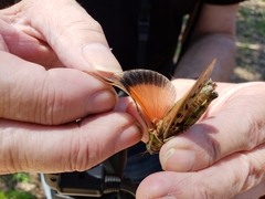 Pardalophora phoenicoptera