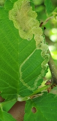 Agromyza aristata