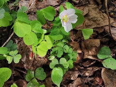 Oxalis acetosella