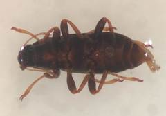 Dubiraphia minima