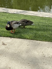 Anas platyrhynchos