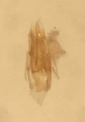 Dubiraphia minima
