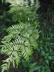 Osmunda japonica