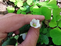 Oxalis acetosella