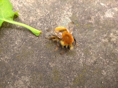 Bombus pascuorum