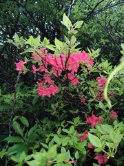 Rhododendron mariesii
