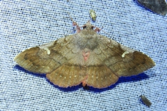 Azeta repugnalis