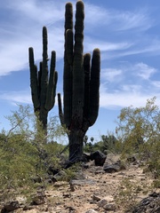 Carnegiea gigantea