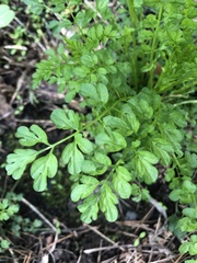 Cardamine impatiens