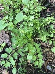 Cardamine impatiens
