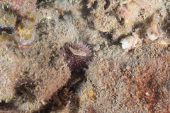 Pseudechinus magellanicus