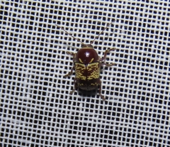 Cryptocephalus irroratus